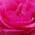 Roza - Vrtnice Floribunda - Tom Tom